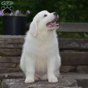 Chloe, Great Pyrenees Puppy